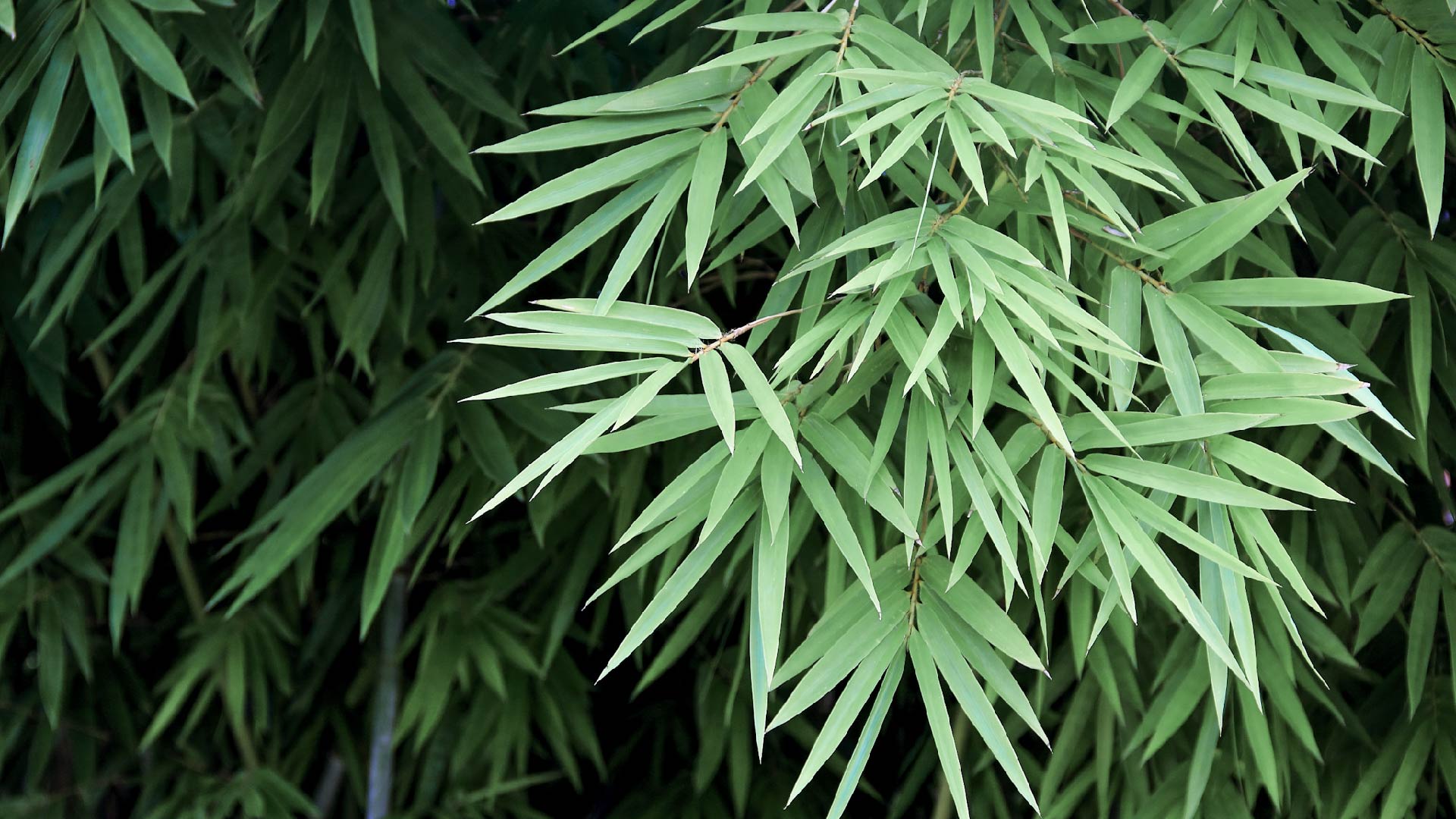the beauty of bamboo-banner